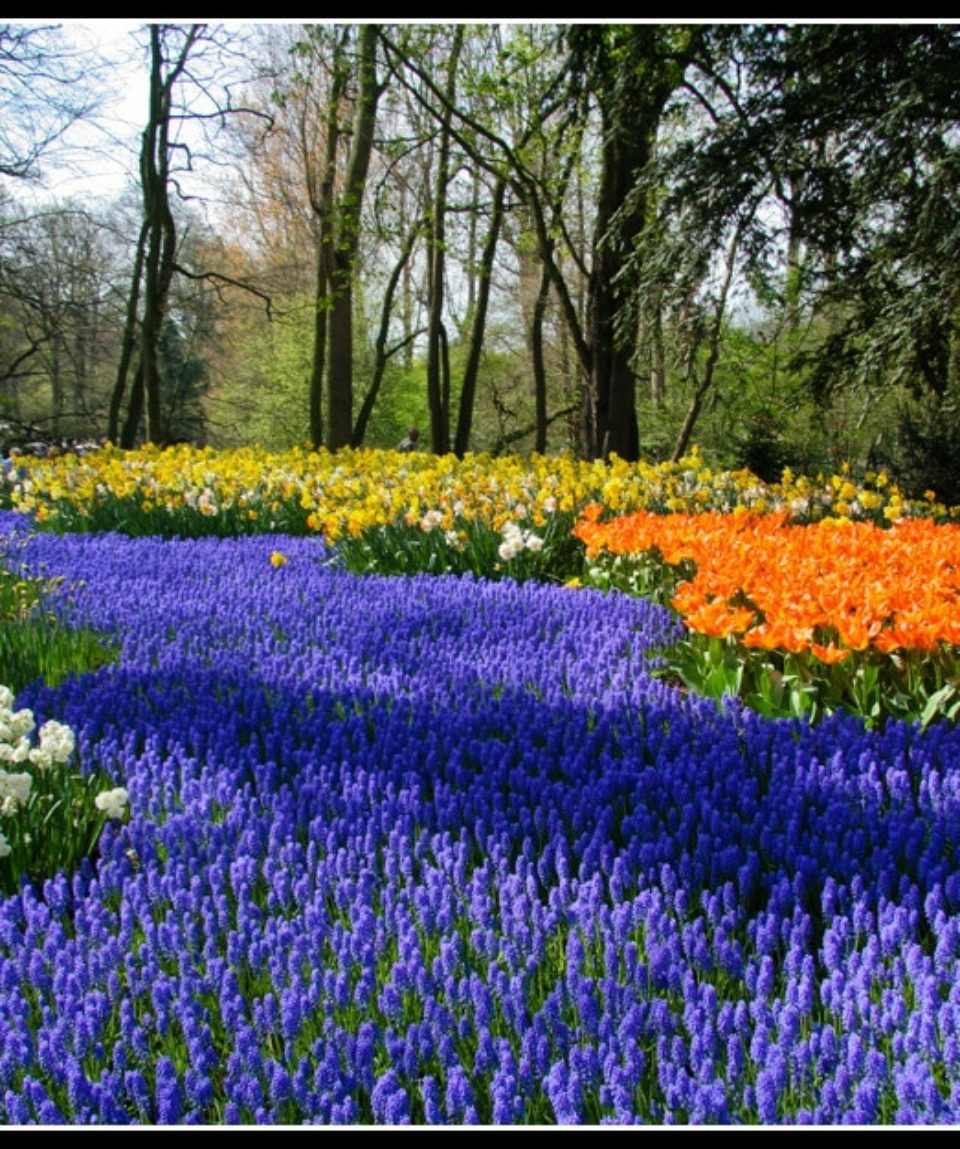 amsterdam-keukenhof-jardin-fleurs-patrick-mayon