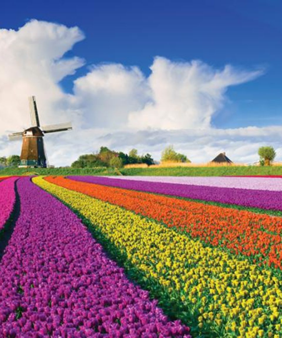 pays_bas_-_hollande_tulipes_1_-_2018-714x489